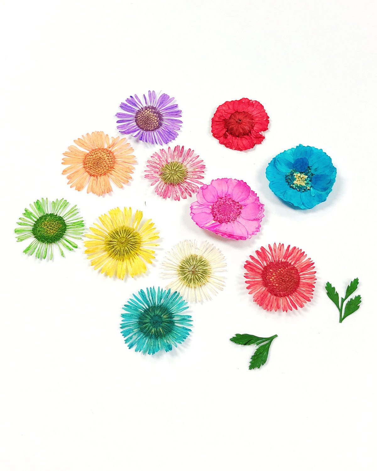 Wrapables Real Dry Flowers Nail Art 3d Flower Nail Decals Nail Manicure with Plastic Case (Set of 12), Daisies