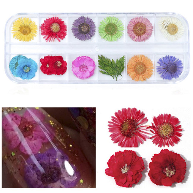 Wrapables Real Dry Flowers Nail Art 3d Flower Nail Decals Nail Manicure with Plastic Case (Set of 12), Daisies
