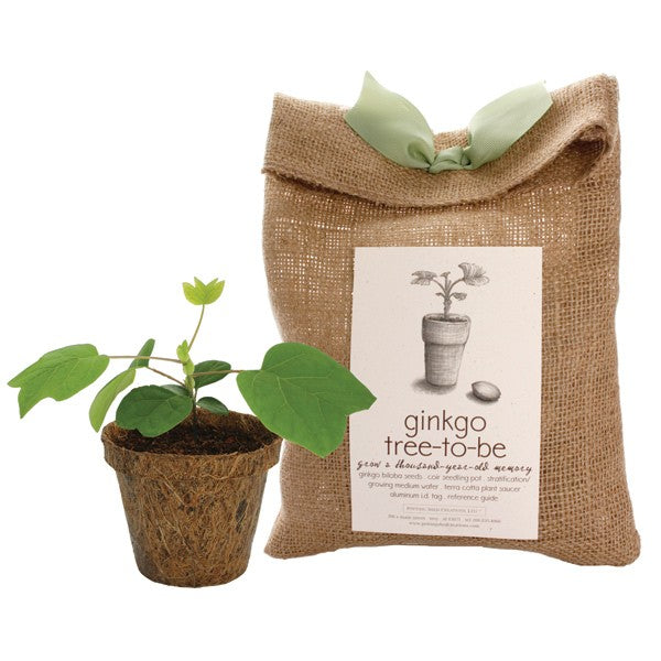 Tree-To-Be Kit - Ginkgo