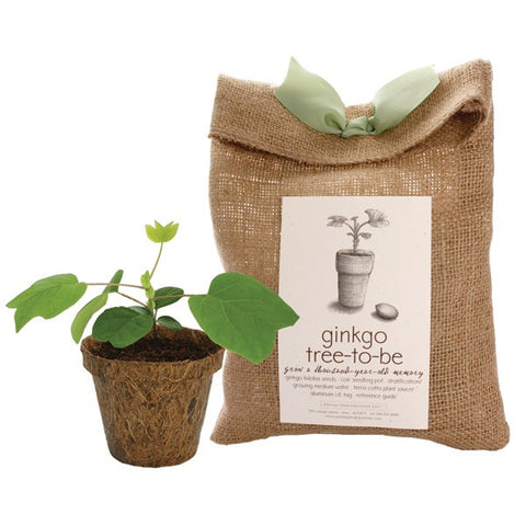 Sunflower Welcome Garden Greeting Seed Kit