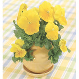 Pansy Pocket Garden Planter