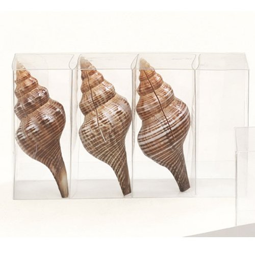 Shell Placecard Holders (set of 4)