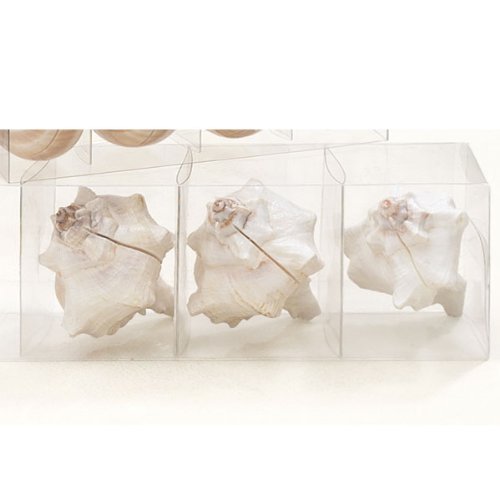 Shell Placecard Holders (set of 4)